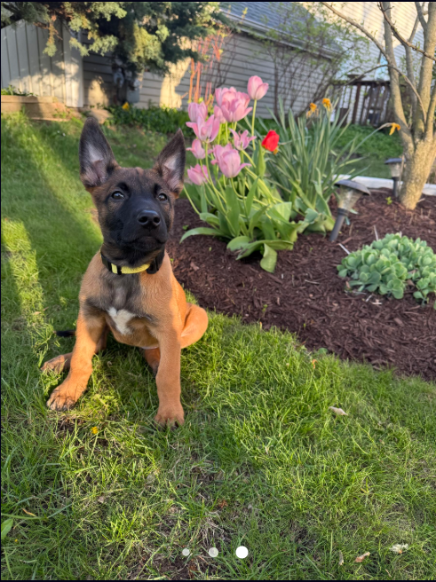 A tan puppy with black mask sits in front of pink tulips.