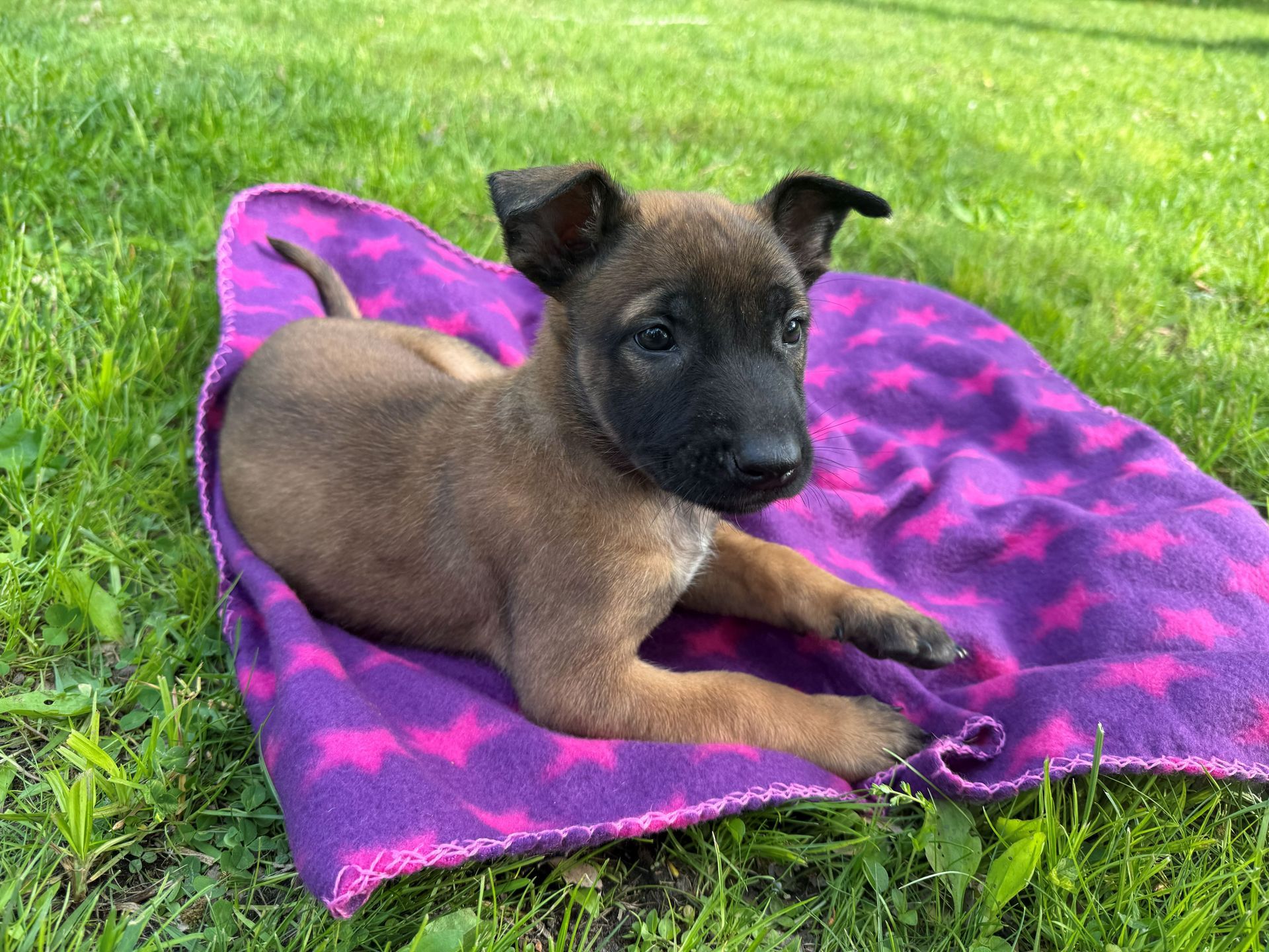 Sleeping newborn puppy on a pink blanket with red stars