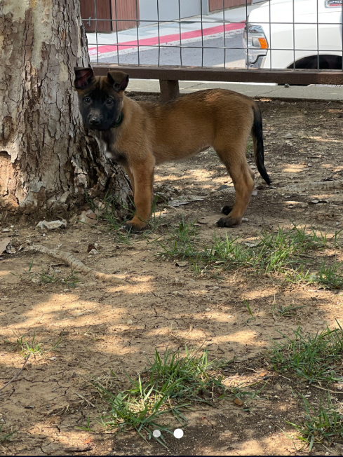 A young tan dog with black markings stands near a tree in a yard.