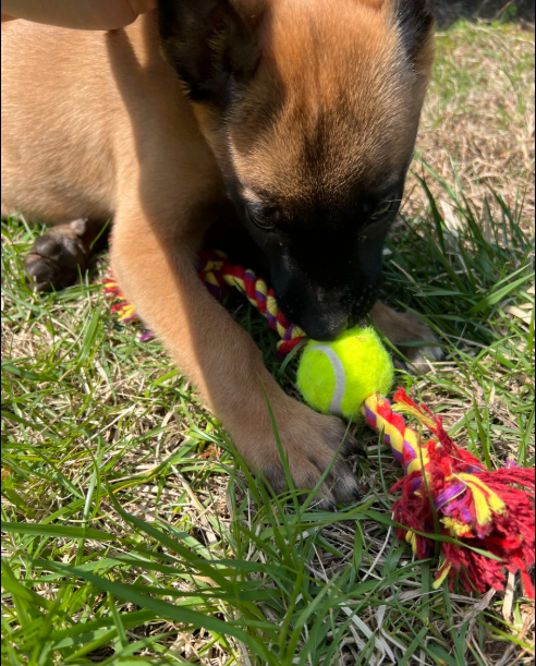 A puppy with a black mask chews a tennis ball attached to a red and yellow rope toy outdoors in grass.