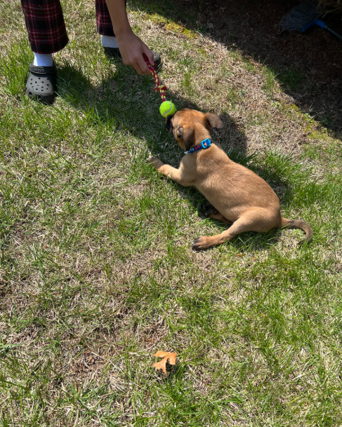 Puppy playing with a ball on the grass, person holding the toy above him.