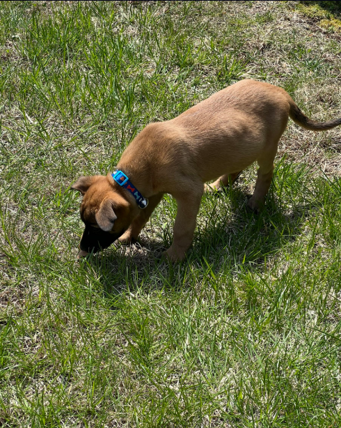 Brown puppy sniffing grass outdoors, wearing a blue collar.