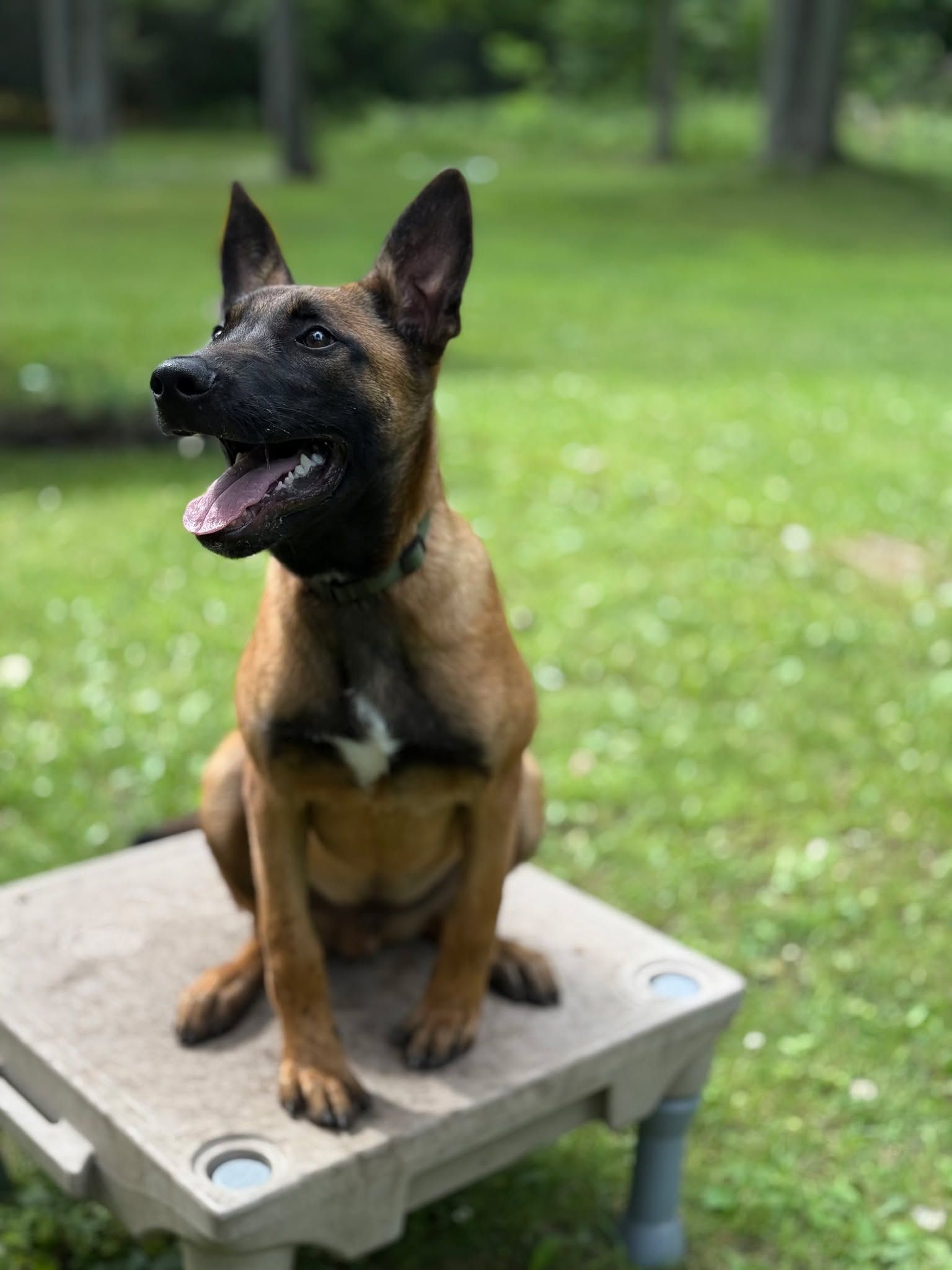 Belgian Malinois dog sitting on a platform, tongue out, in a grassy yard.