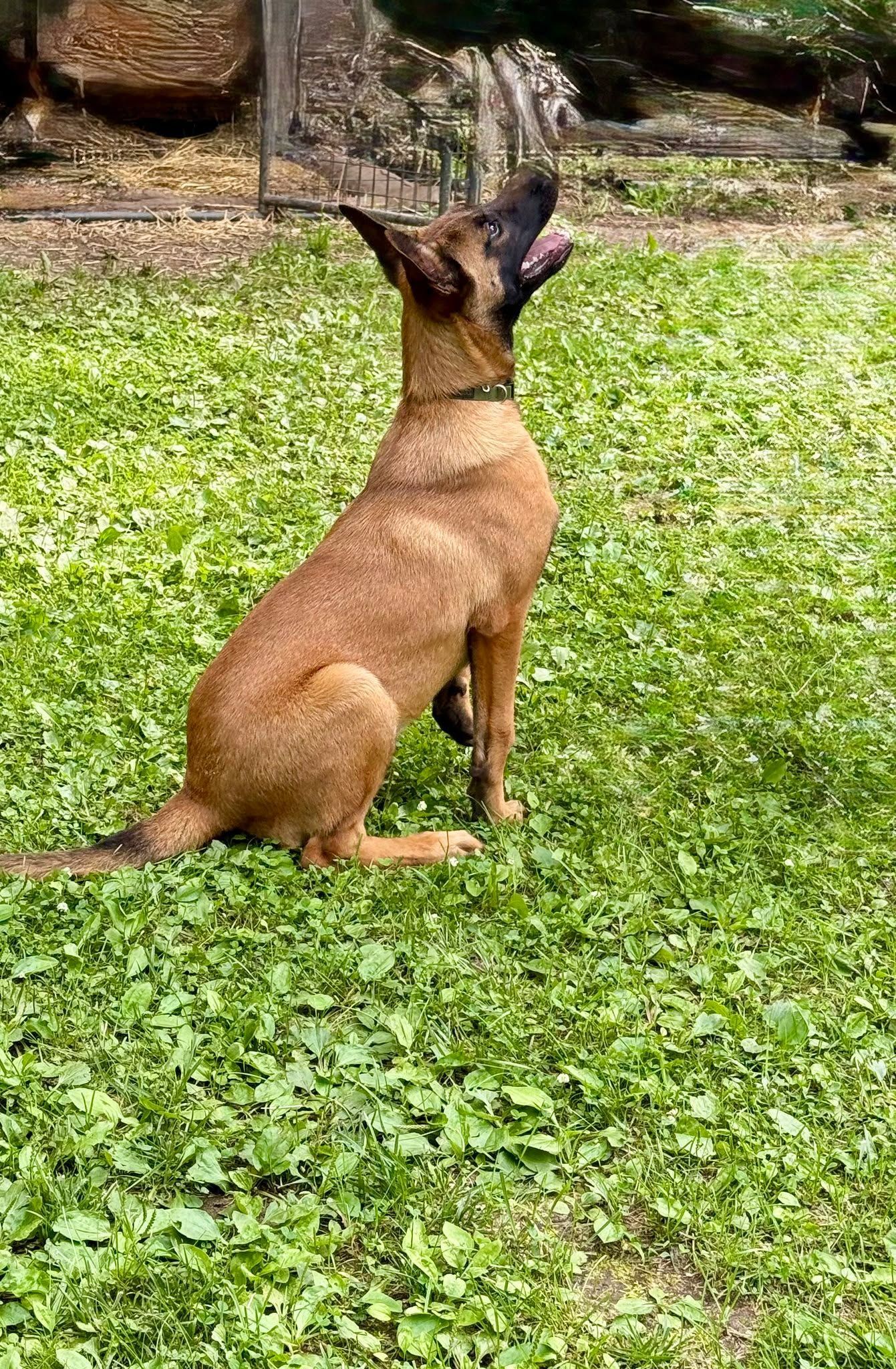 Brown dog sitting in green grass, looking upwards with mouth open.