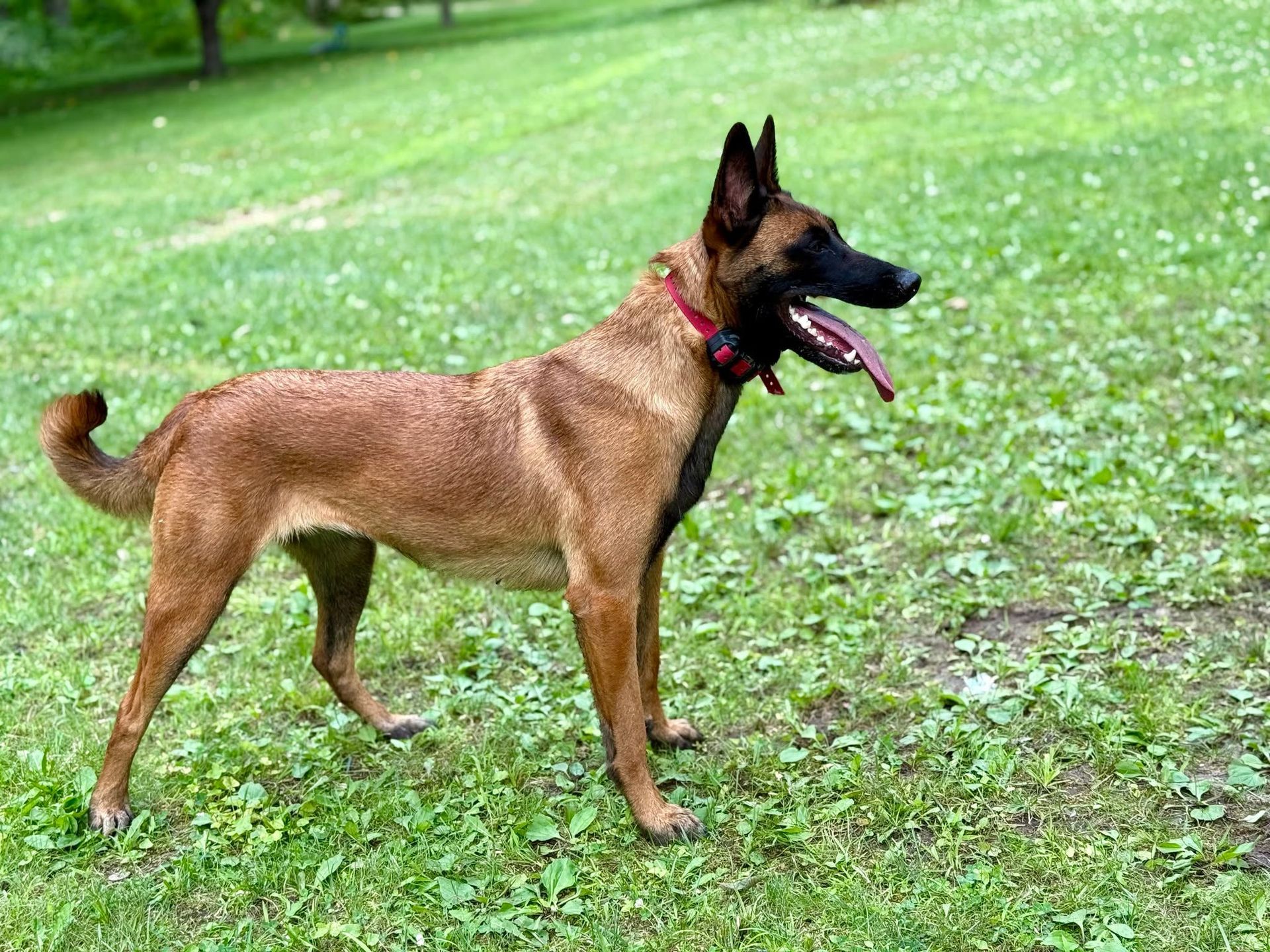 Belgian Malinois dog standing in a grassy area with tongue out.