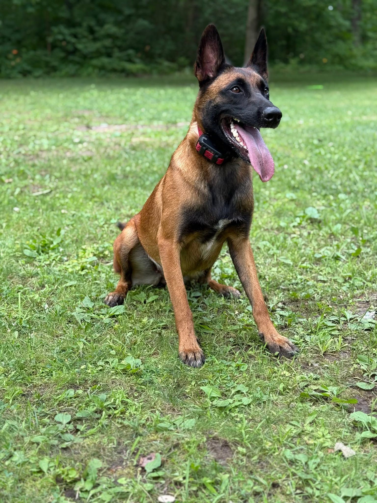 Belgian Malinois dog with tongue out, sitting in grass.