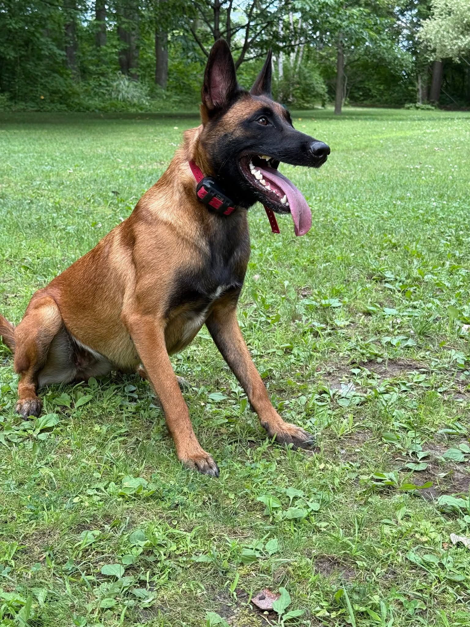 Belgian Malinois dog with a red collar sitting on grass, tongue out in a park.