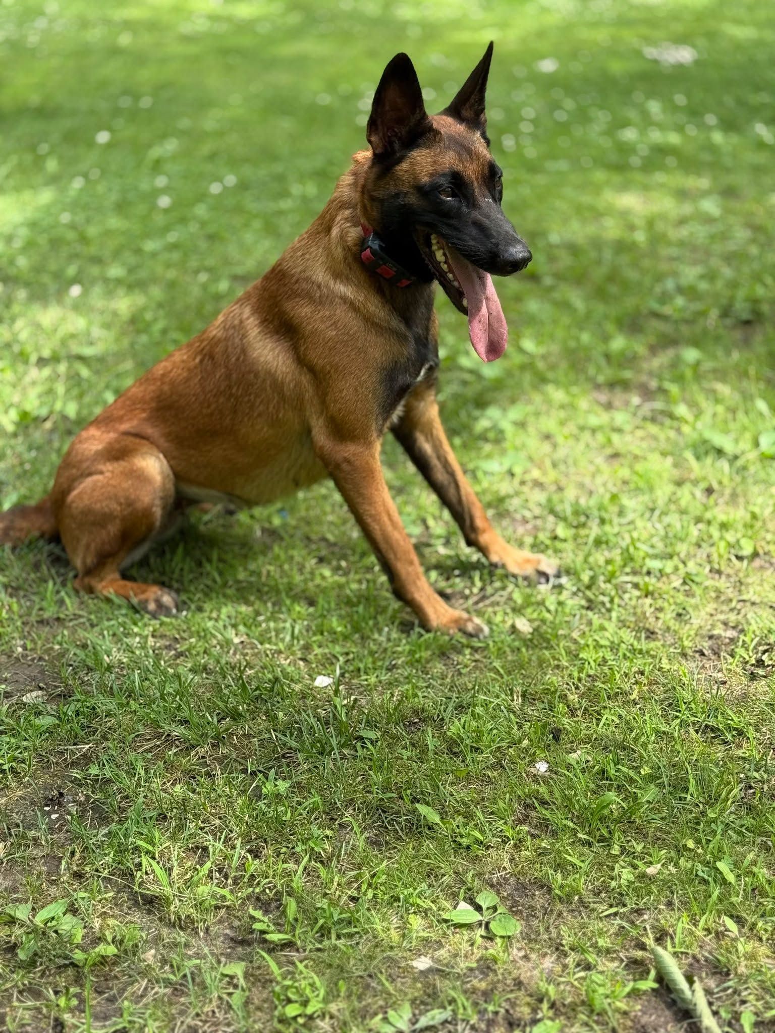 A brown Belgian Malinois dog sits panting on green grass with its tongue out, in an outdoor setting.