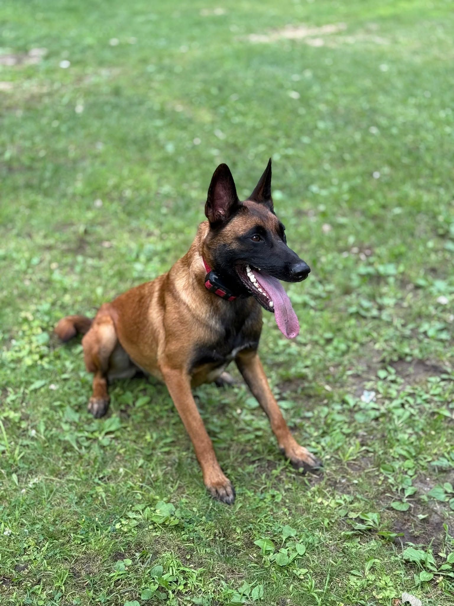 Belgian Malinois dog with dark muzzle, panting, sitting on grass.