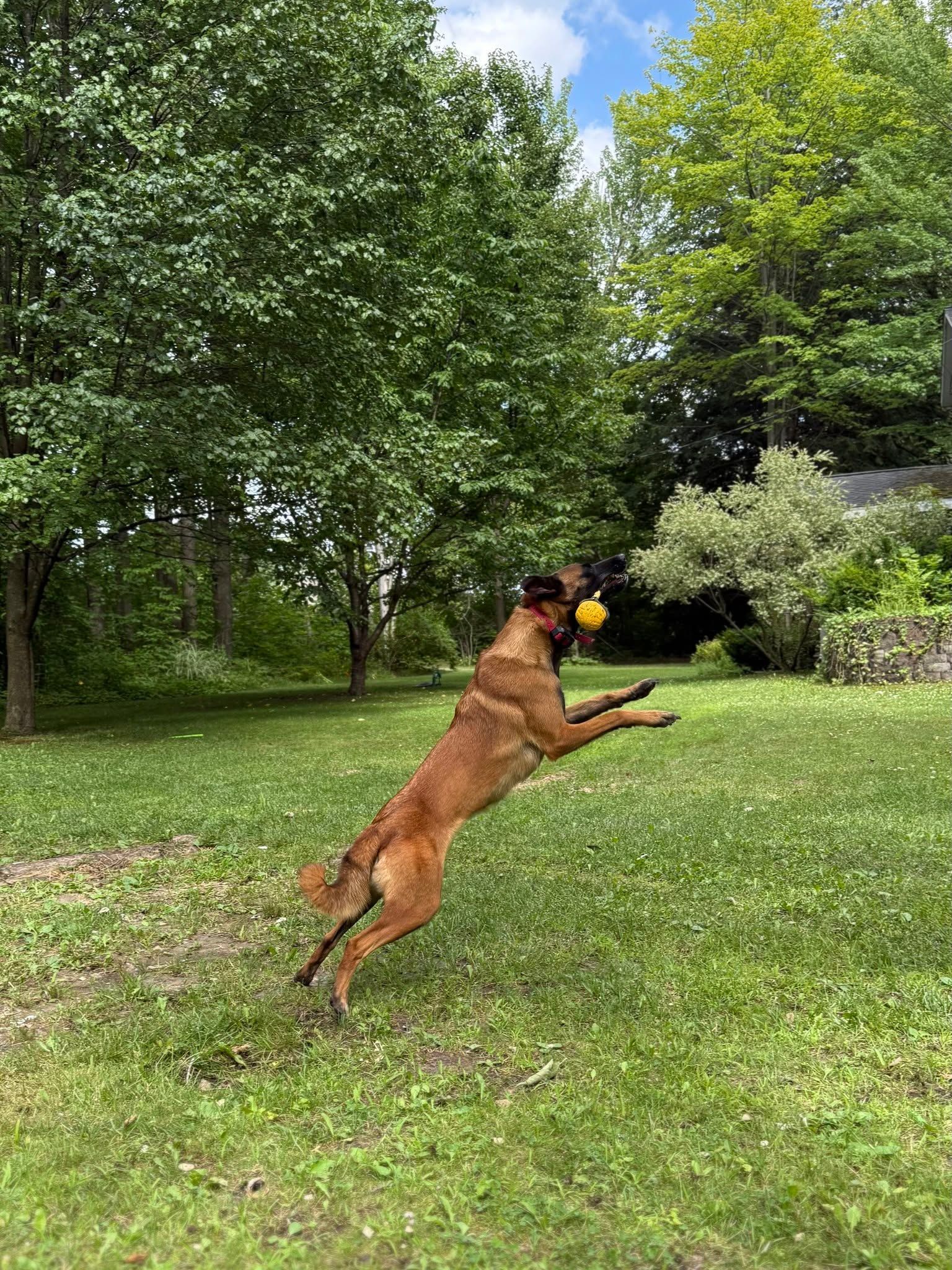 Dog leaping in a grassy yard to catch a yellow ball, with trees in the background.