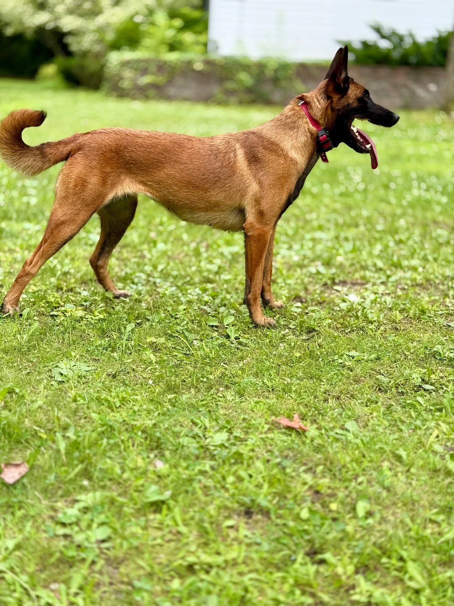 Dog, brown with a black muzzle, stands on green grass, tongue out, wearing a red collar.
