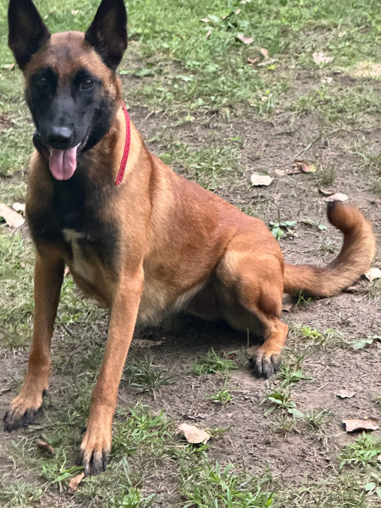 Belgian Malinois dog with tan coat, black face, and red collar sits outside with tongue out.