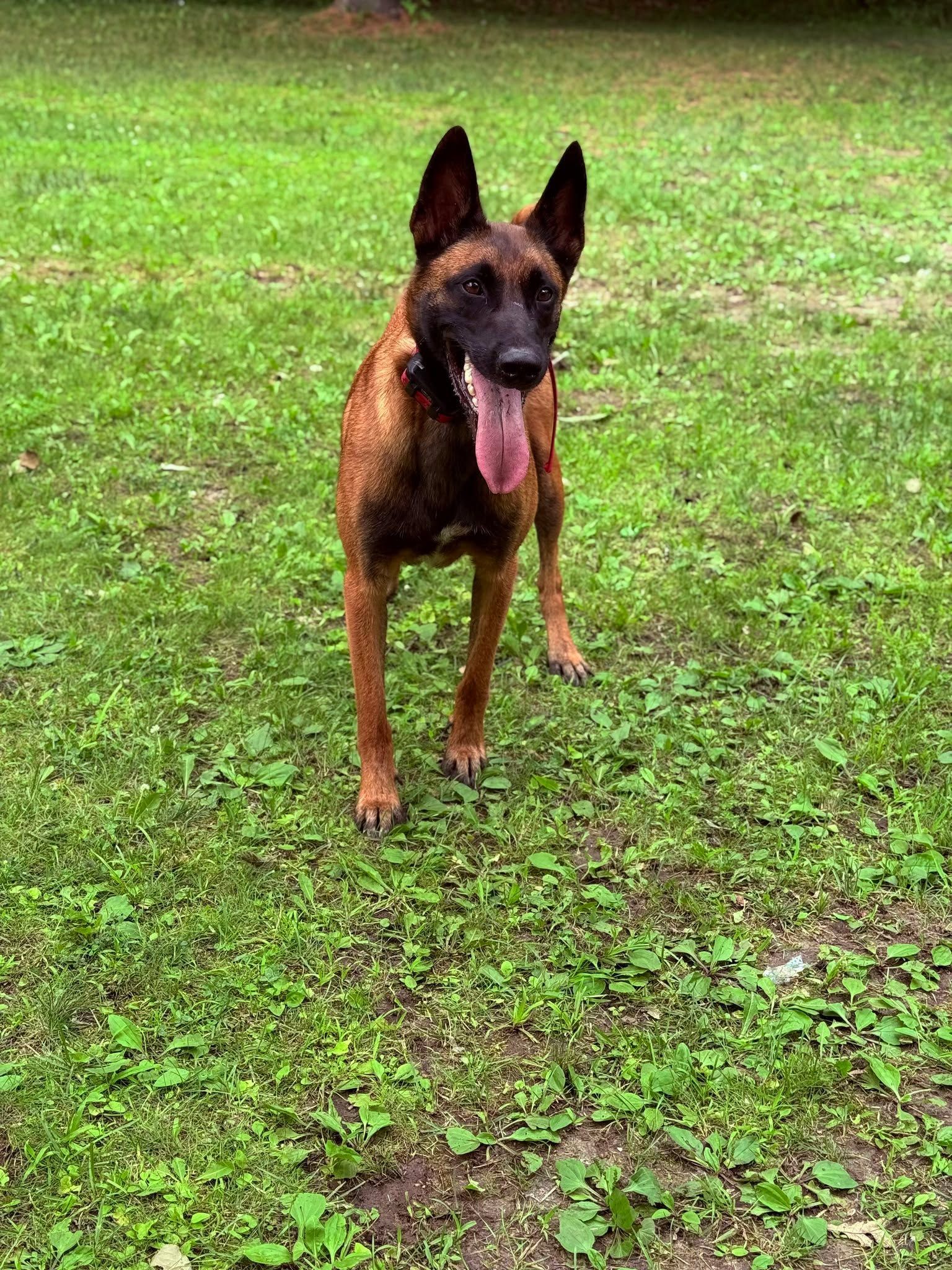 A Belgian Malinois dog stands on grass with its tongue out, looking at the camera.