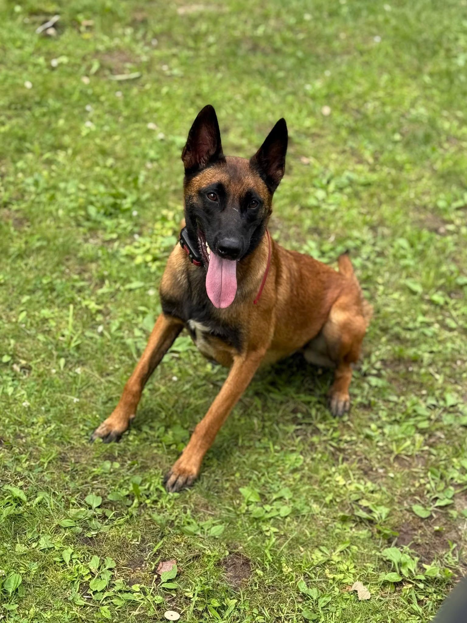 Belgian Malinois dog with brown fur, black muzzle, and pink tongue panting on grass.