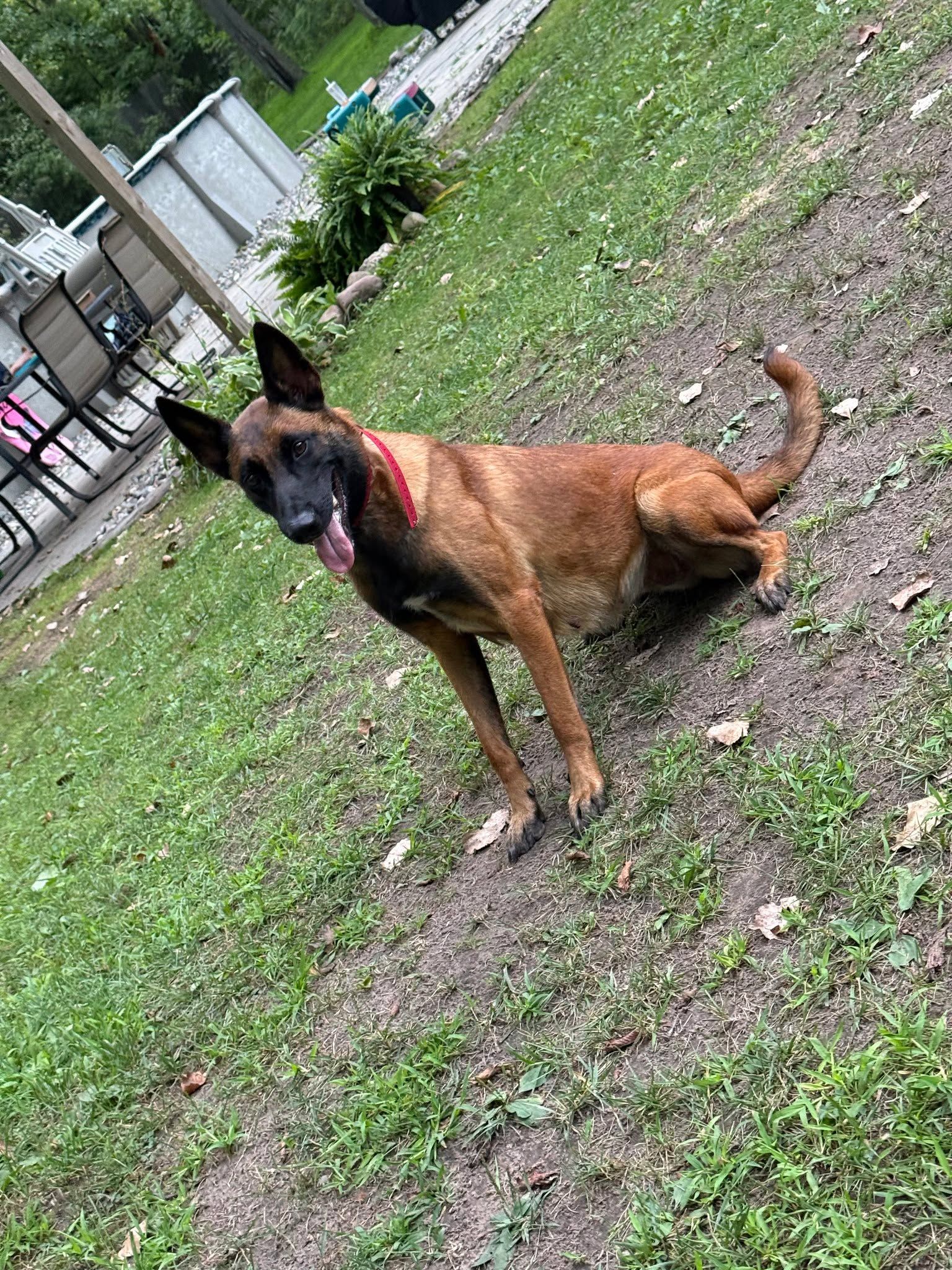 Belgian Malinois dog with a red collar in a grassy yard, looking alert.