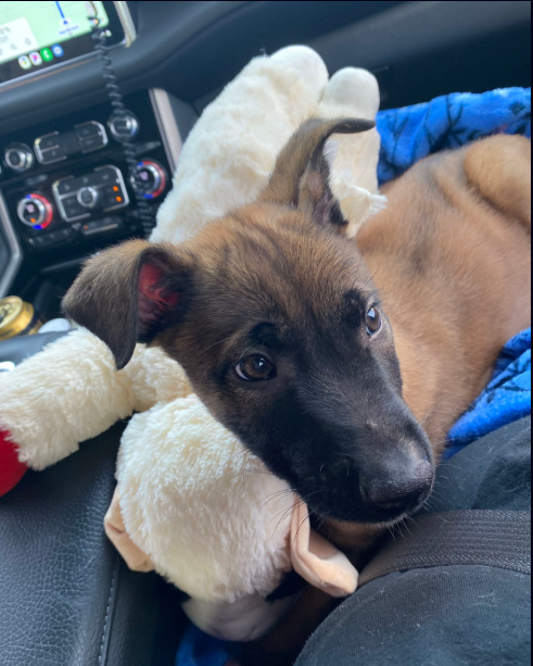 Puppy with tan fur and black muzzle nestled with a white stuffed animal, inside a car.