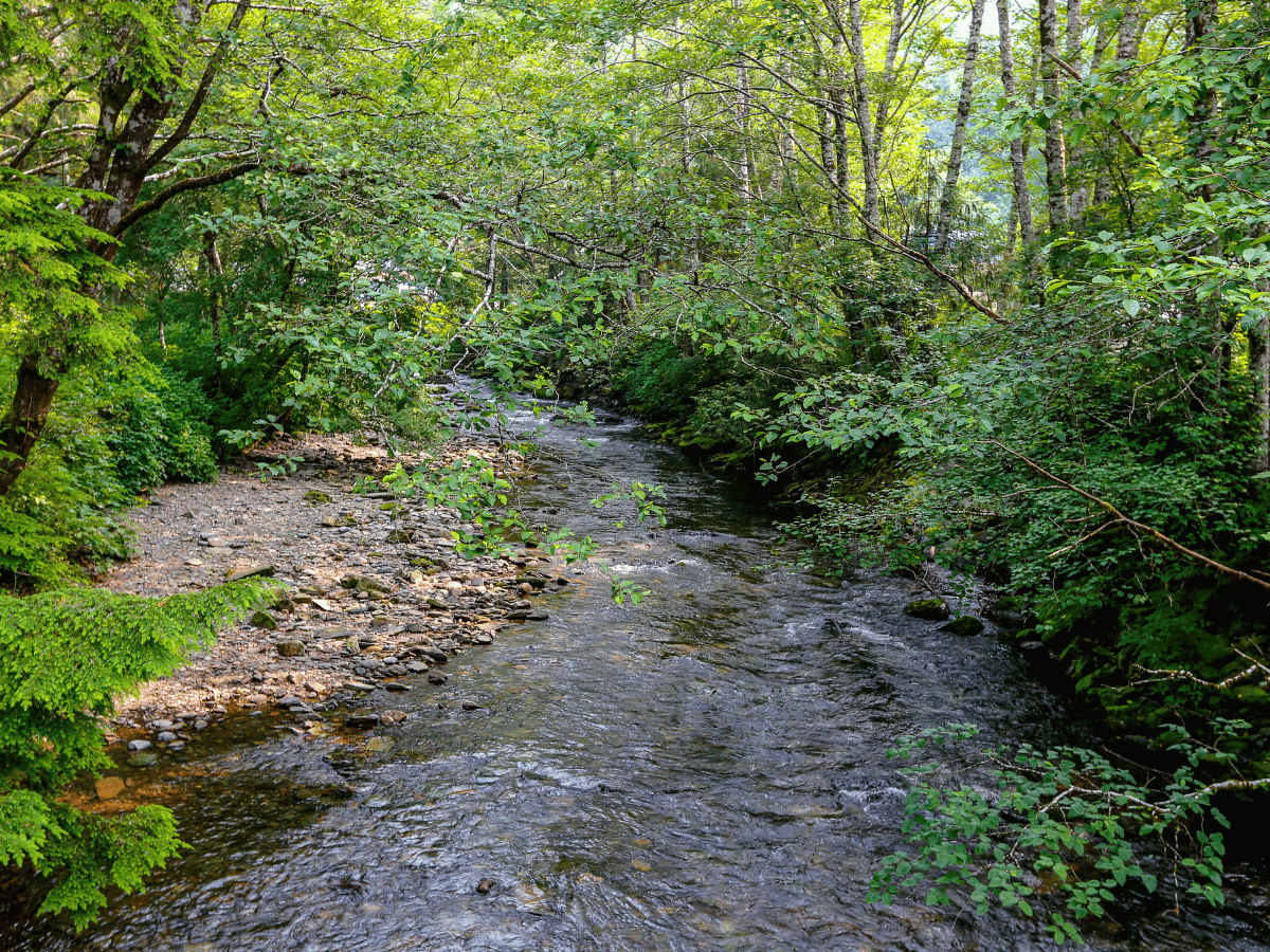 A shallow, rocky stream flows through a lush, green forest.