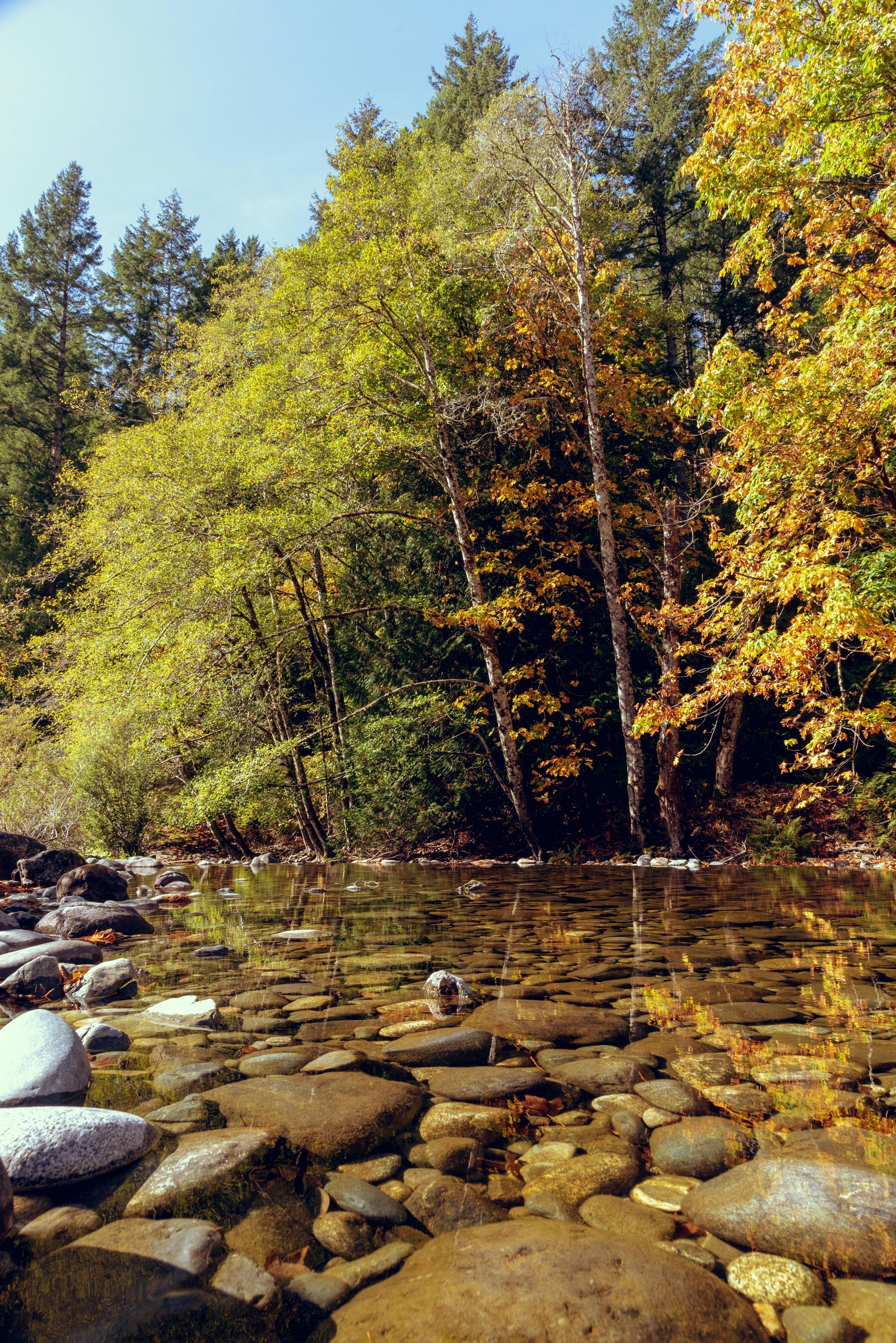 Clear river with rocky bed, bordered by lush trees with yellow and green foliage under a blue sky.