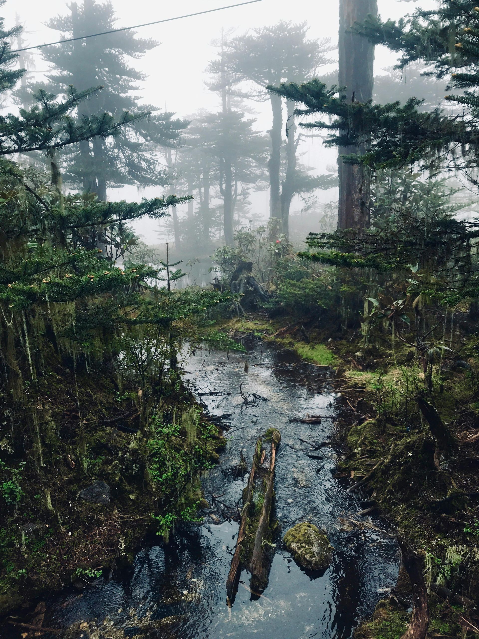 Foggy forest scene with a stream and tall trees.