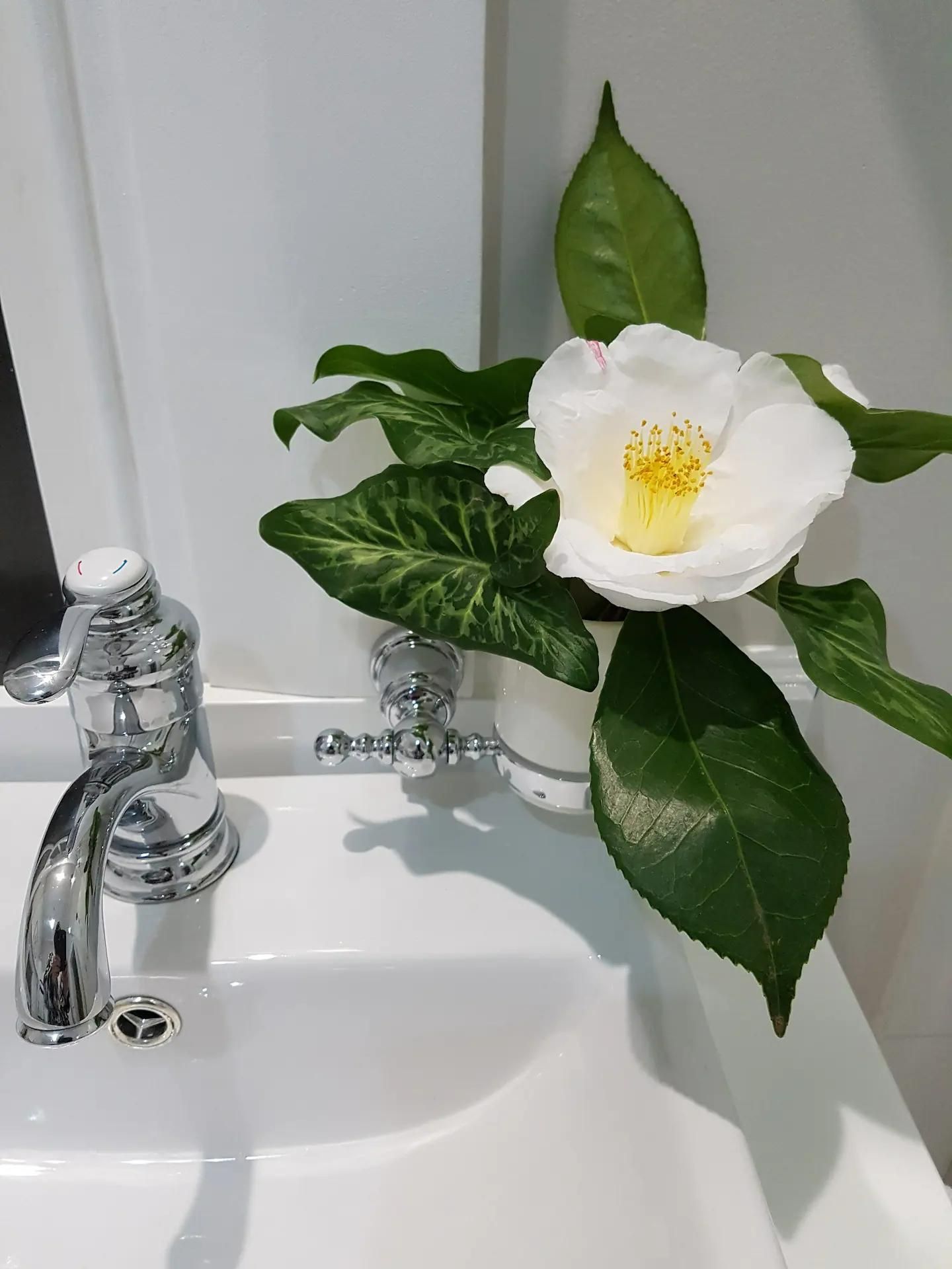 A White Flower With Yellow in Center Sits On A Bathroom Sink — Accommodation in Forbes, NSW