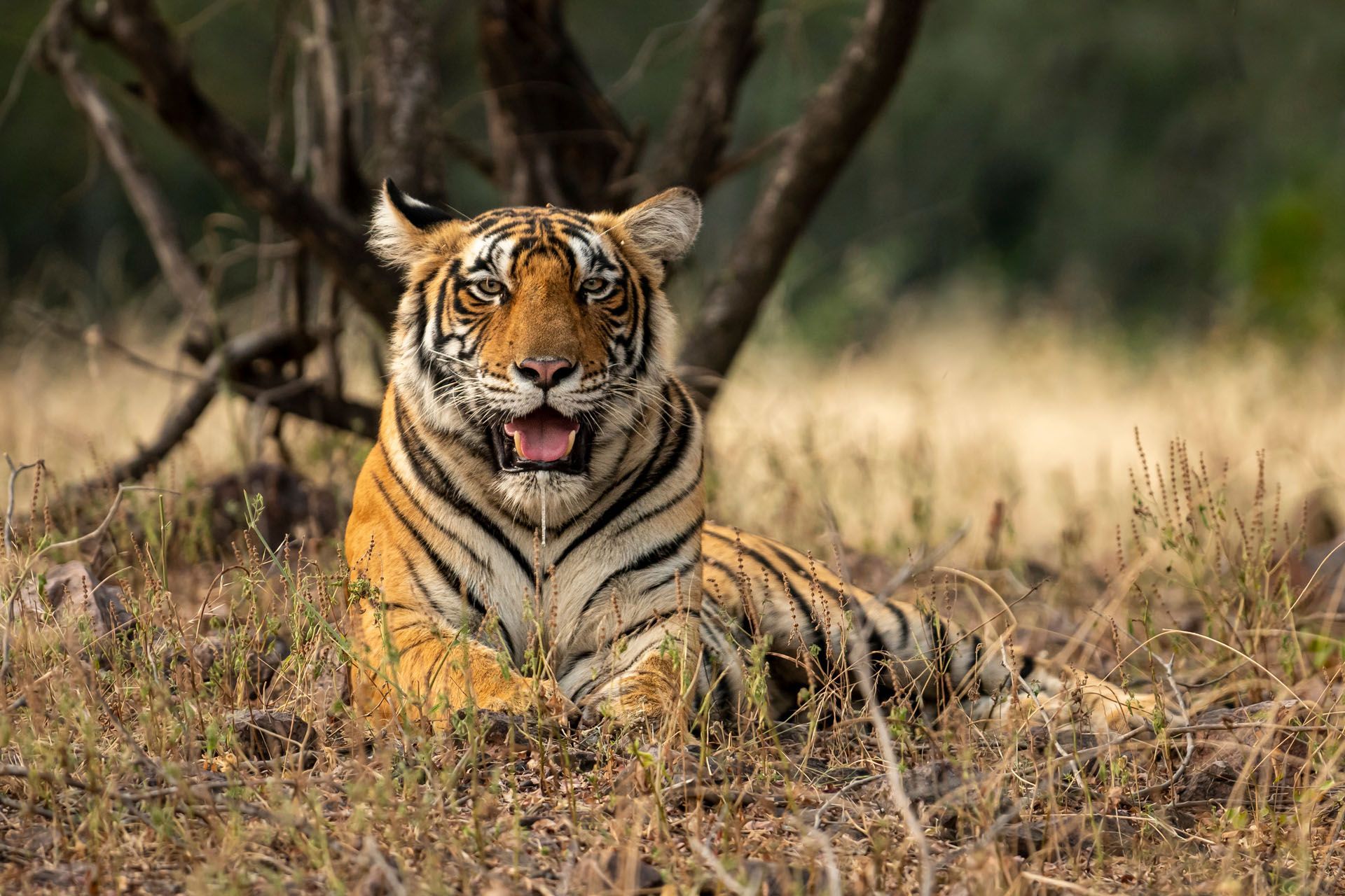 Tiger lying in dry grass, facing forward in a wooded area.