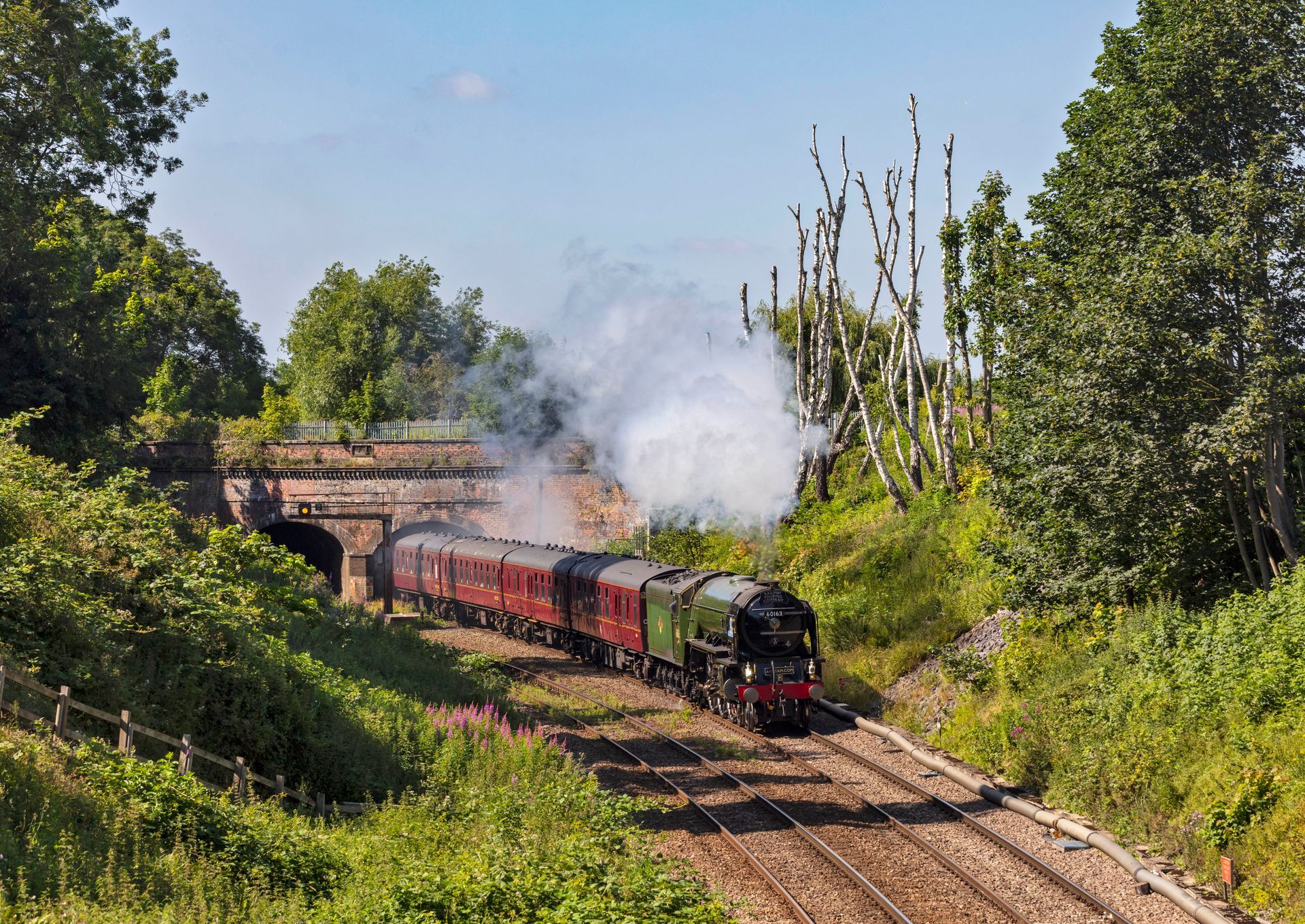 white rose steam train