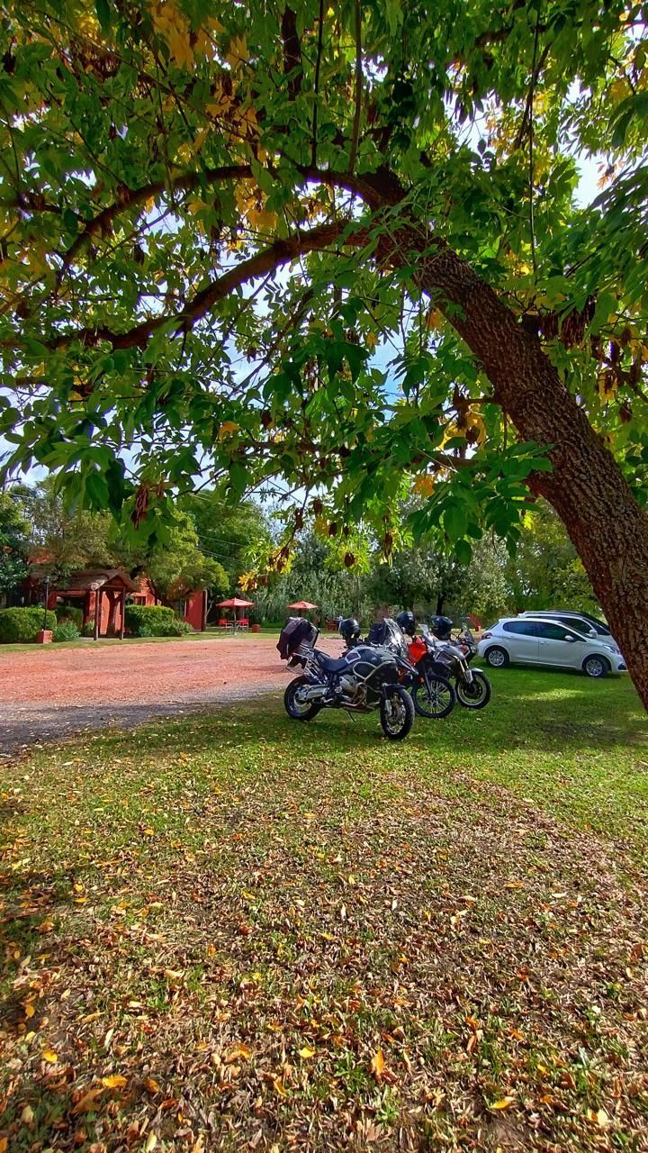 Tres motocicletas aparcadas bajo un gran árbol en un césped, con un coche plateado y un edificio al fondo.