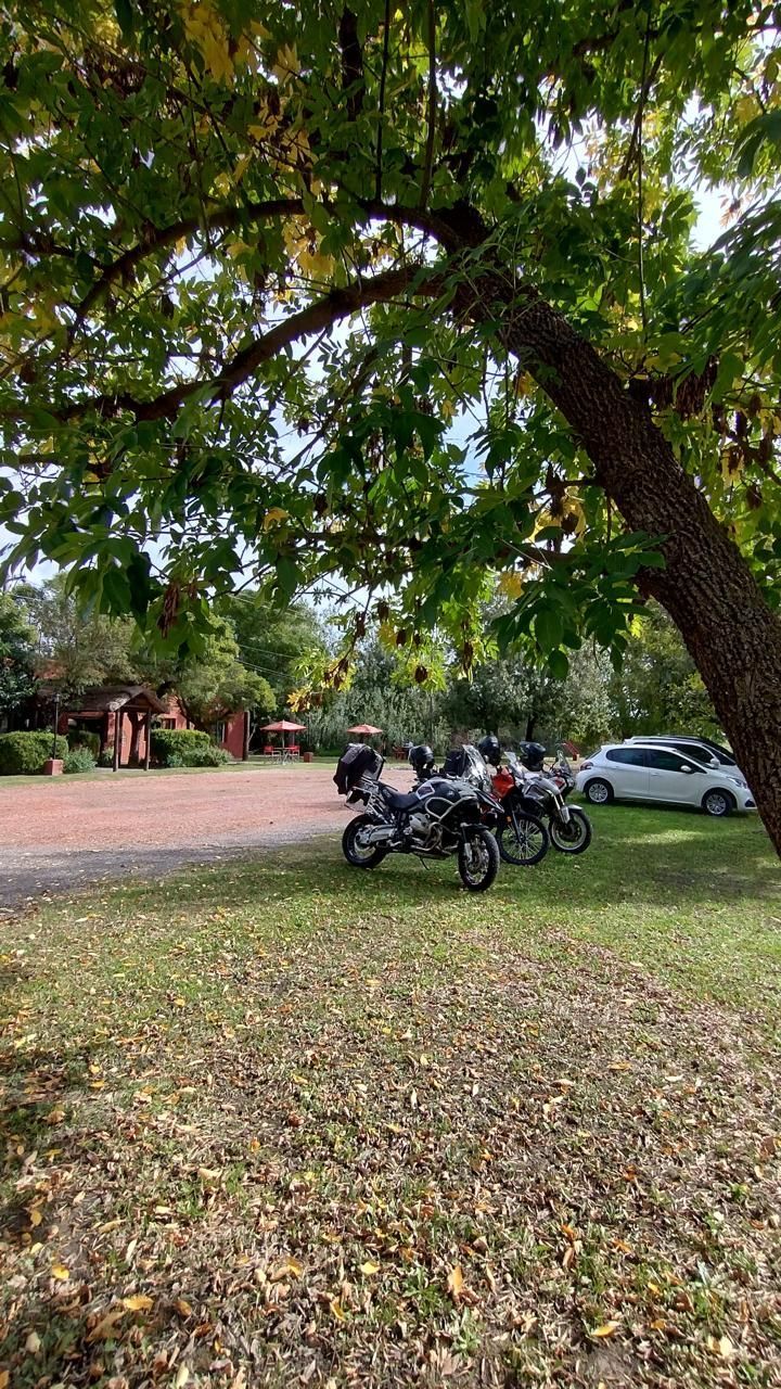 Tres motocicletas estaban estacionadas en un trozo de césped a la sombra de un gran árbol frondoso