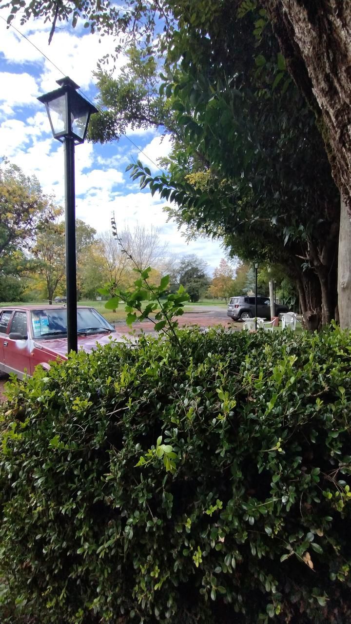 Una farola se alza junto a un gran arbusto verde, con un coche rojo y árboles visibles al fondo bajo un cielo azul.