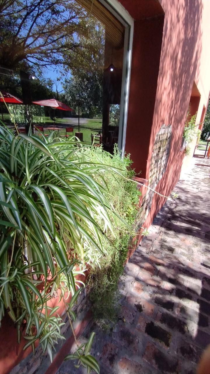 Una exuberante planta araña crece en una maceta de terracota en un soleado patio de ladrillo al aire libre