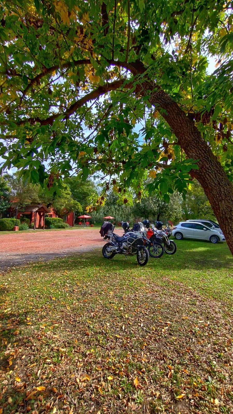 Dos motocicletas están estacionadas bajo un gran árbol en un césped cubierto de hojas otoñales