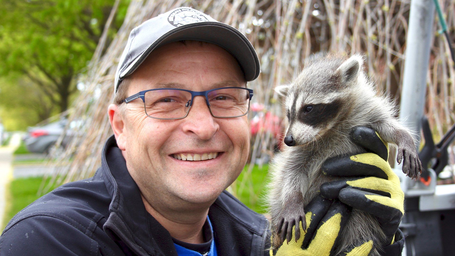 Wildlife Removal technician removes a raccoon from property
