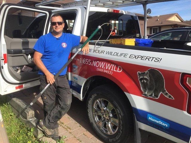 Wildlife Removal technician with work truck prepared to do the job of unwanted wildlife removal in Markham