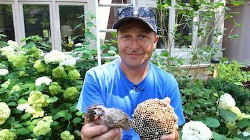 Wildlife Removal technician removes a beehive