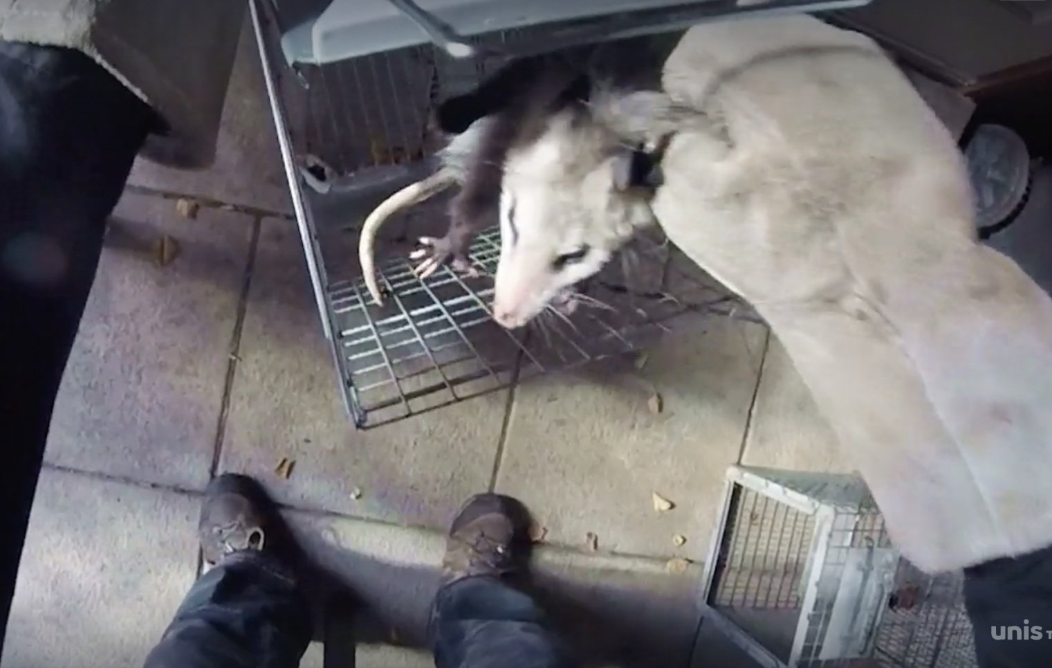 wildlife removal technicians remove the wildlife using safe and humane methods