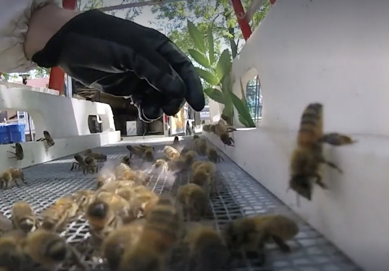 Wildlife Removal technician removes a beehive from home