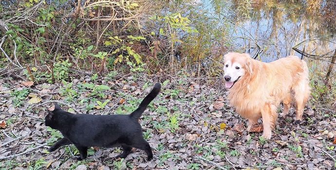 Animal Communication Session