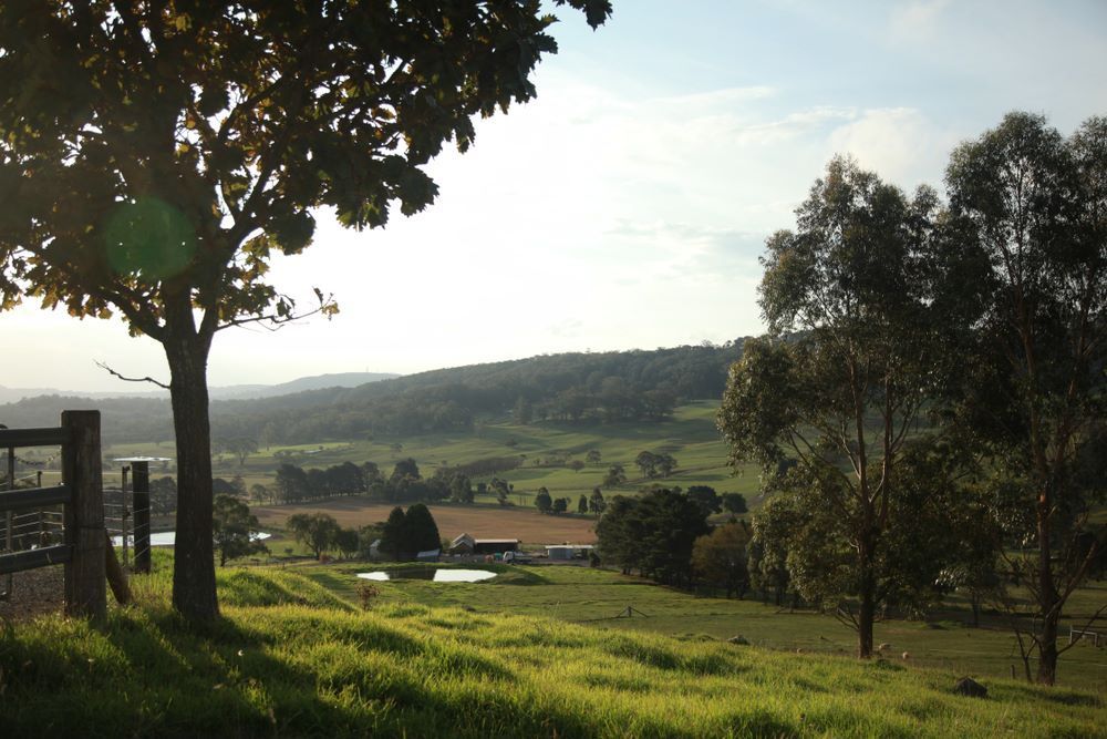 A Tree in a Field With a Fence in the Background — Prime Built in Kangaroo Valley, NSW
