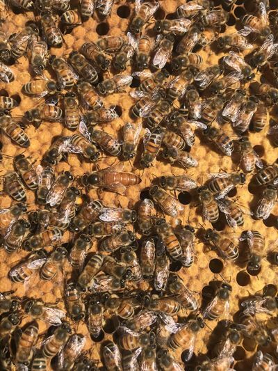 bees in a hive
