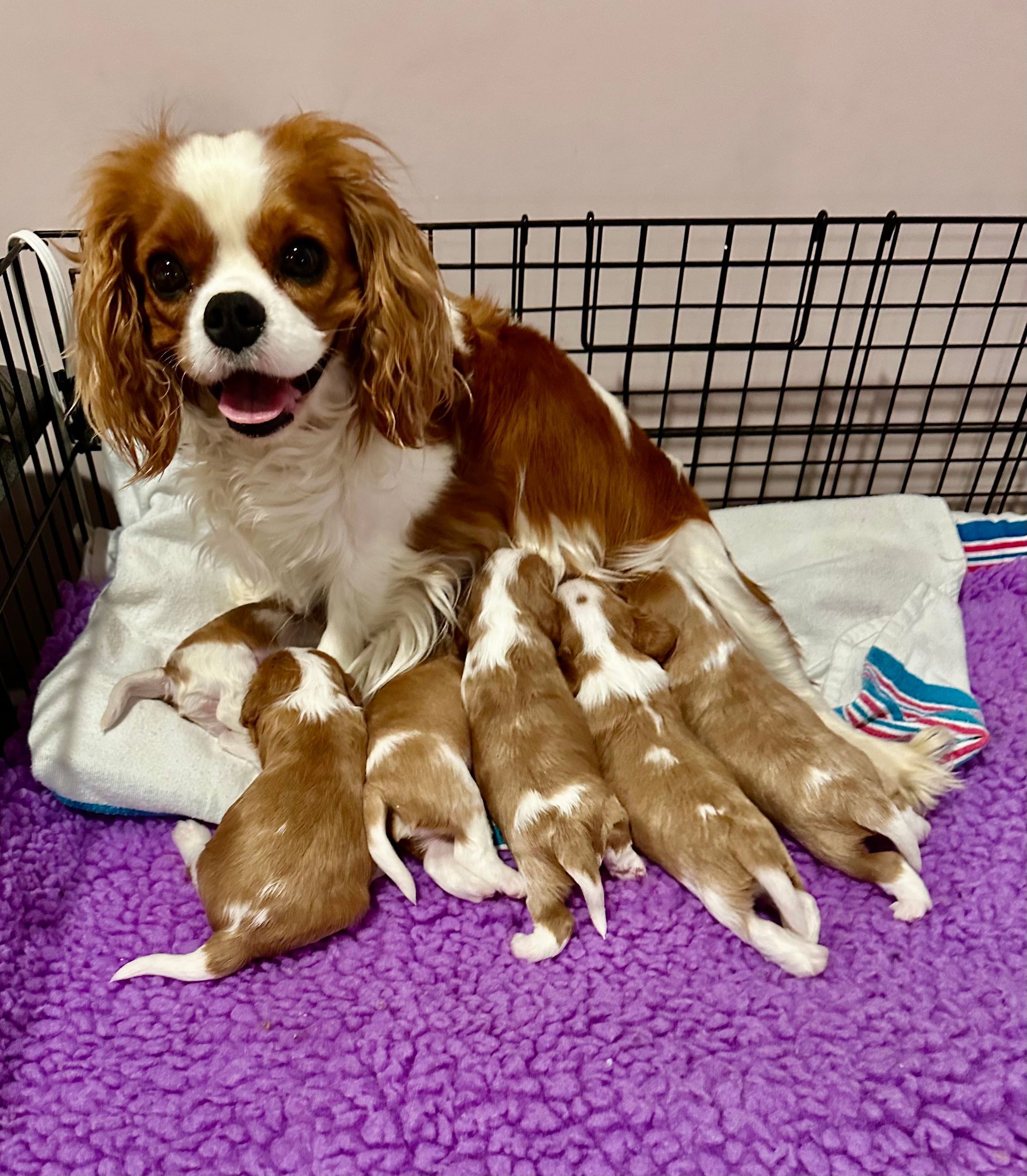 A cavalier king charles spaniel is nursing her puppies on a purple blanket.