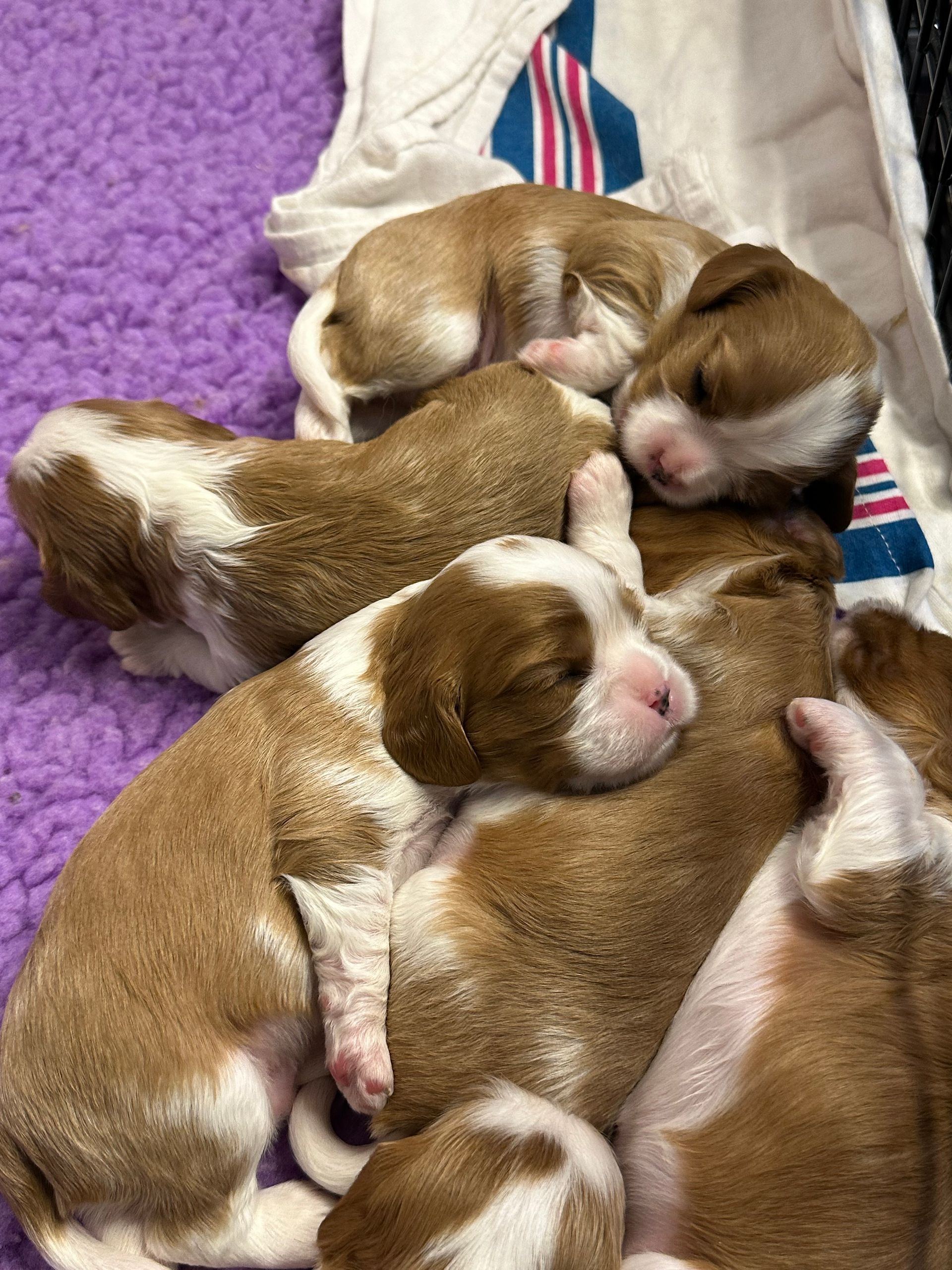 A group of brown and white puppies are sleeping on a purple blanket.