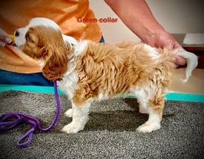 A brown and white puppy with a purple leash is standing next to a person.