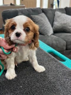 A person is holding a brown and white puppy on a leash.