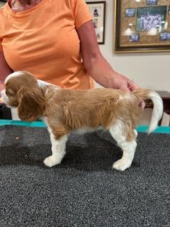 A woman is holding a brown and white puppy on a table.