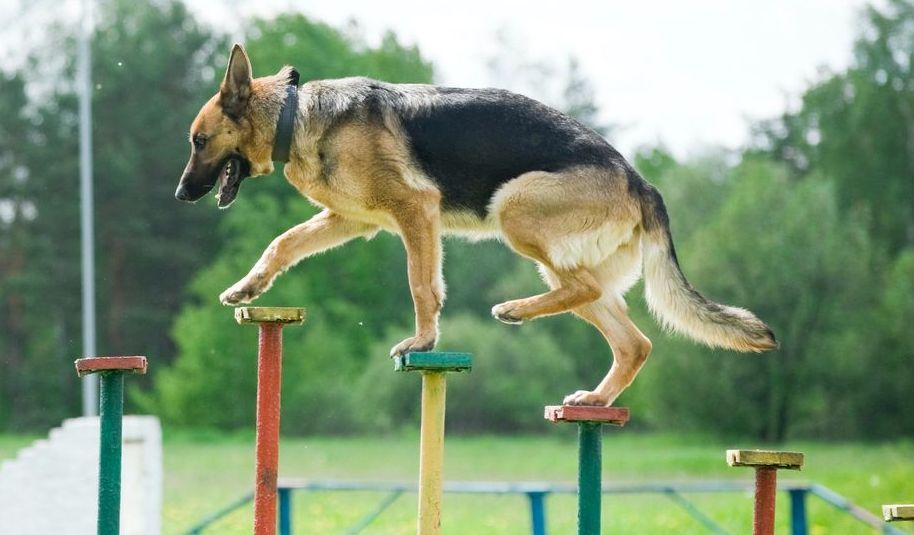 A german shepherd is jumping over a set of poles.