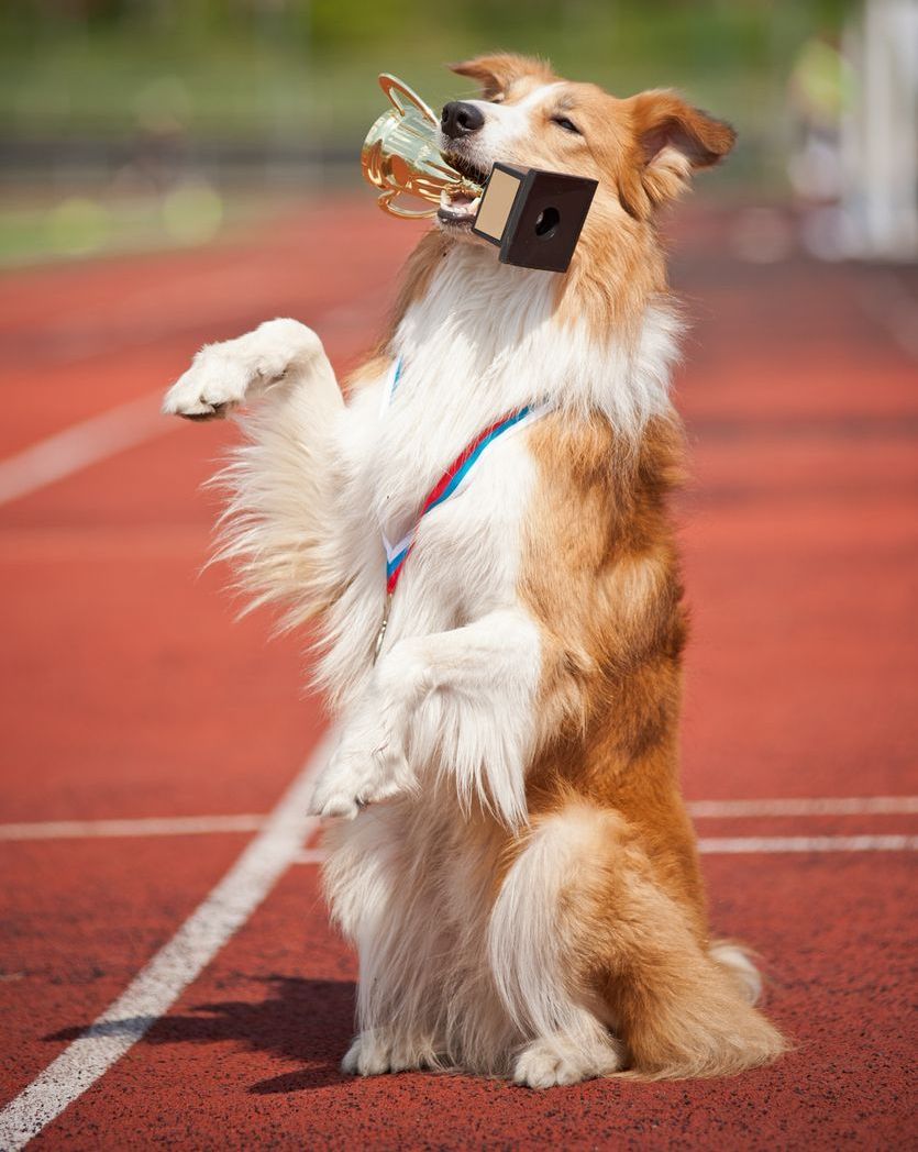 A collie dog is standing on its hind legs on a track holding a trophy in its mouth.