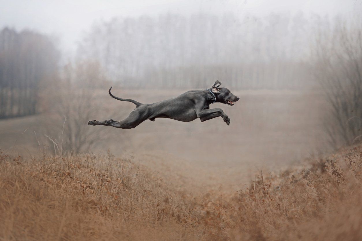 A dog is jumping in the air in a field.