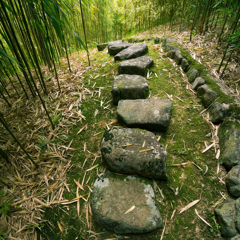 Stone path through a bamboo forest, moss-covered ground.