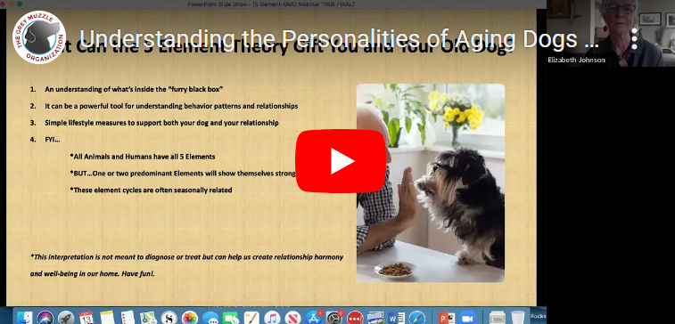 A video titled understanding the personality of aging dogs