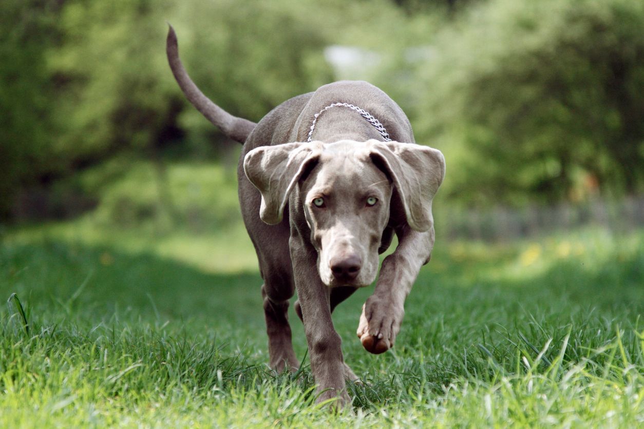 A gray dog is running through a grassy field.